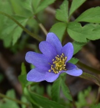 Anemone nemorosa 'Royal Blue' Photo: J. Amand